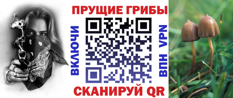 Псилоцибиновые грибы Cubensis  Сысерть 